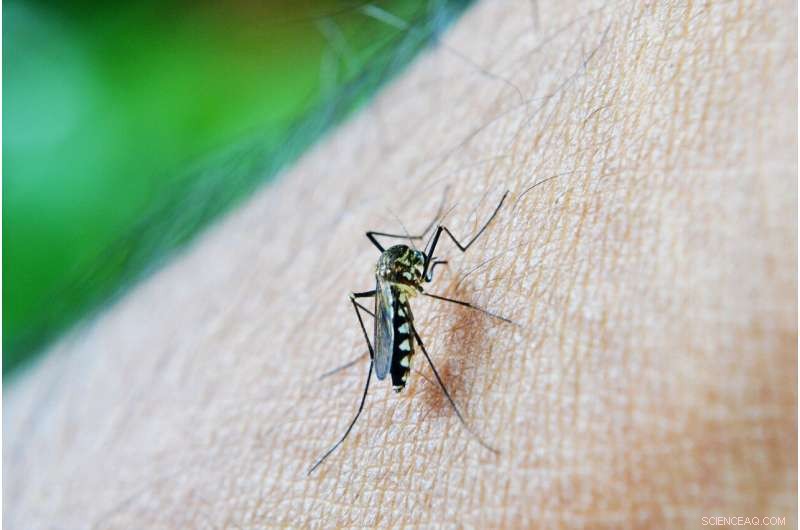 Mosquito Mating Behavior: New Clues for Malaria Control