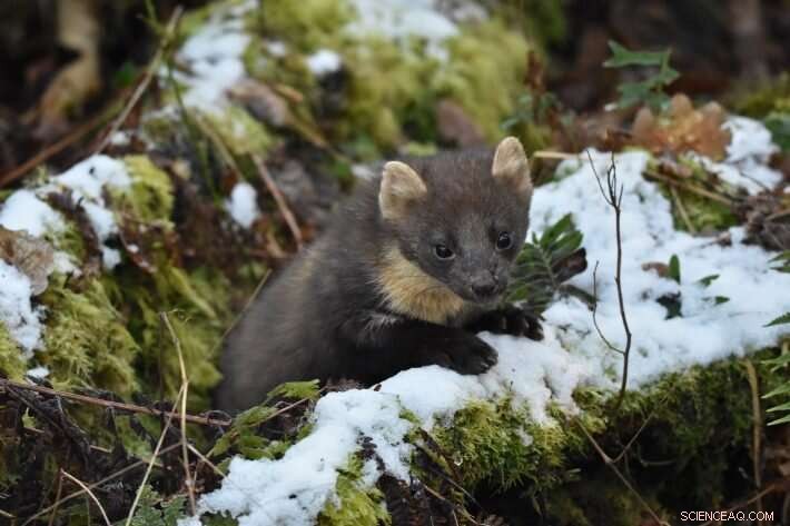 Red Squirrel Conservation: Are Current UK Strategies Harming the Species?