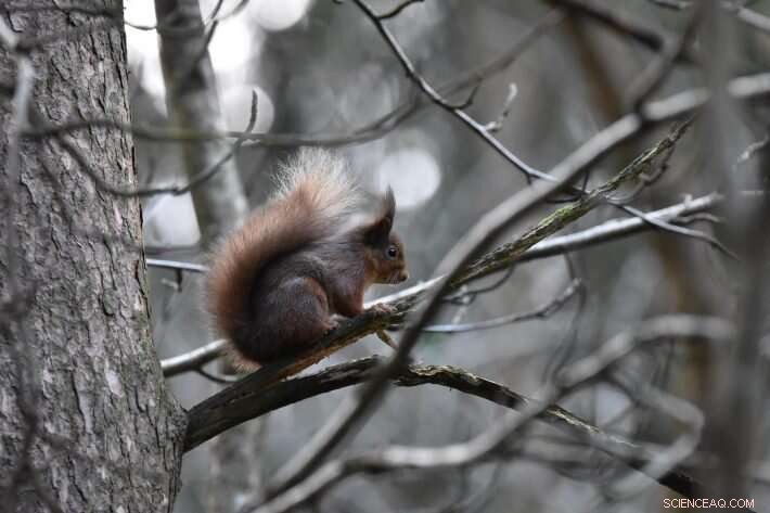 Red Squirrel Conservation: Are Current UK Strategies Harming the Species?