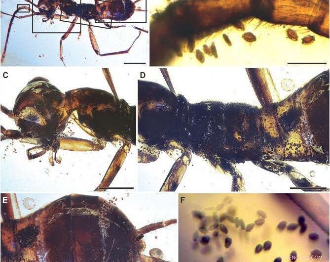 Ancient Pollination Discovery: Gymnosperms Fed Alienopterid Insects