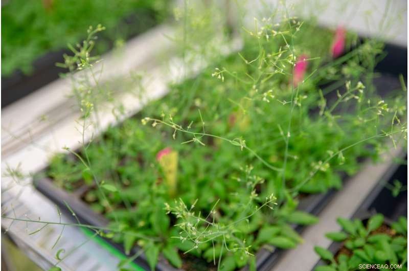 Plant Methylation: Understanding Gene Regulation in Plants