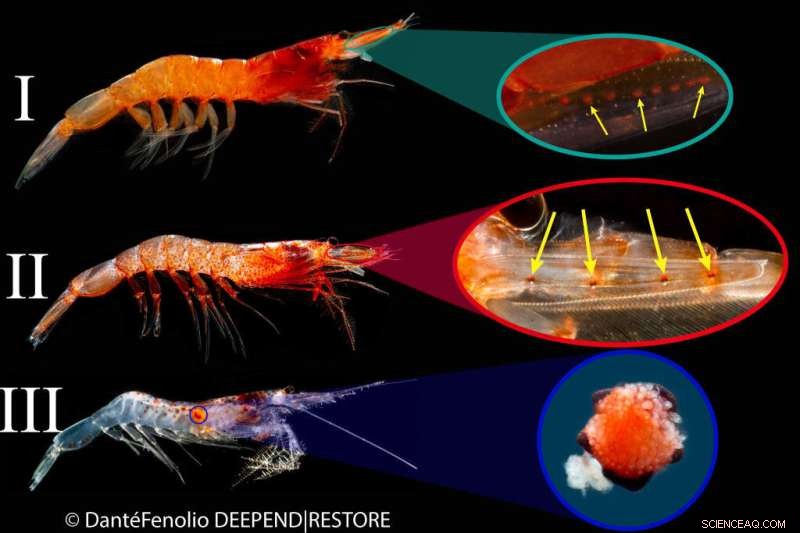 Deep-Sea Shrimp Bioluminescence: Evolution & Habitat