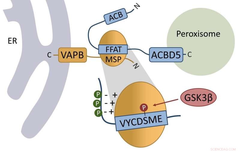 Organelle Contact Regulation: New Insights into Cellular Compartment Interactions