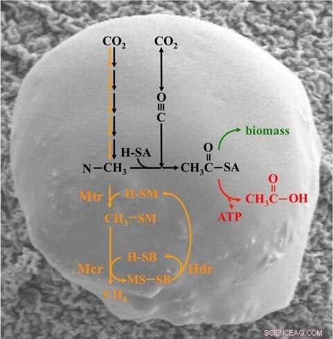 Methanogenic Microbes: Beyond Methane Production | TU Dresden Research