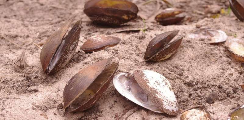 Freshwater Mussel Extinction: A Silent Crisis in Our Rivers