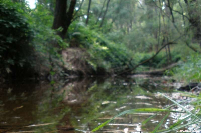 Freshwater Mussel Extinction: A Silent Crisis in Our Rivers