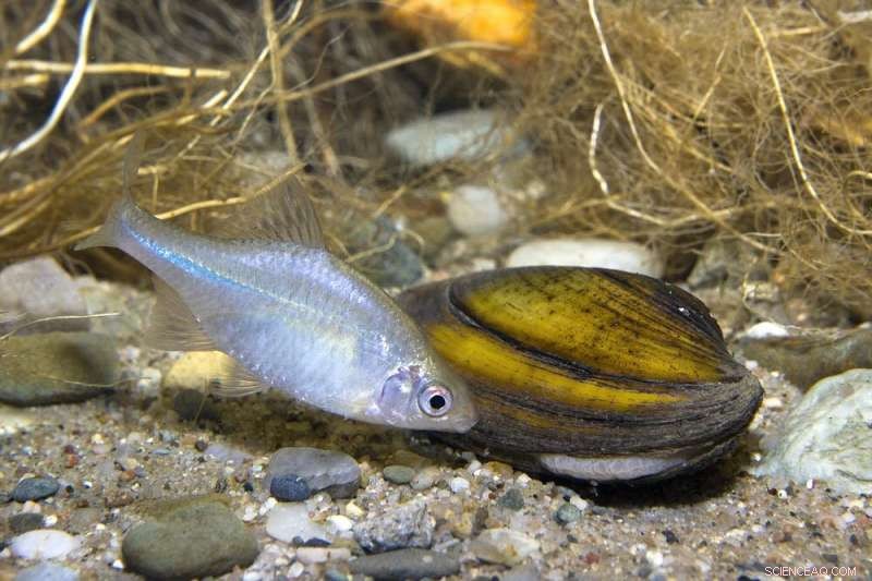 Freshwater Mussel Extinction: A Silent Crisis in Our Rivers