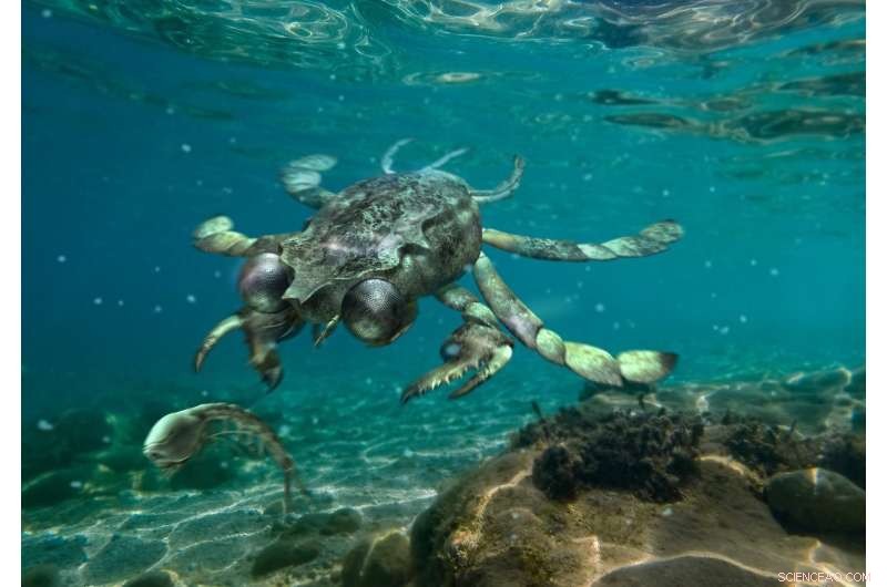 Callichimaera perplexa: Uncovering the Ancient  Platypus Crab  of the Cretaceous Seas