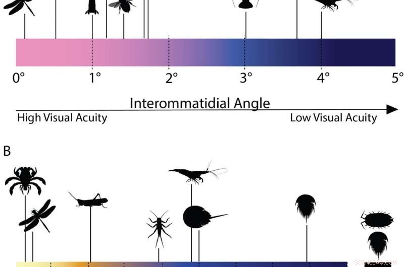 Callichimaera perplexa: Uncovering the Ancient  Platypus Crab  of the Cretaceous Seas