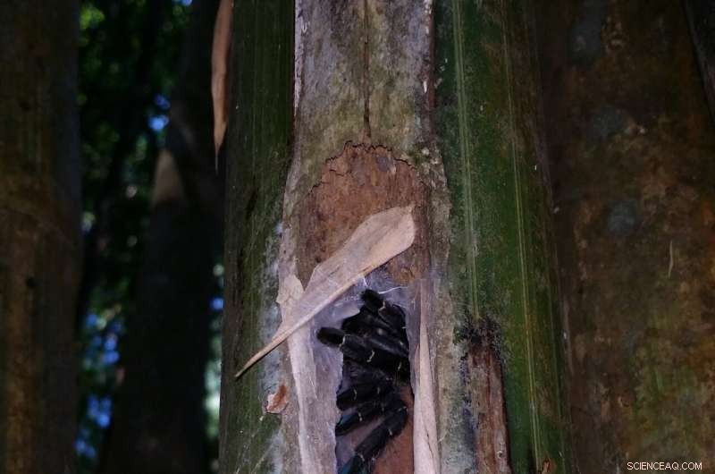 New Tarantula Species Discovered Living in Bamboo in Thailand