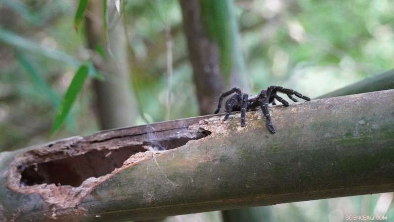 New Tarantula Species Discovered Living in Bamboo in Thailand