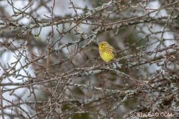Industrial Farming s Impact on Bird Diversity: New UBC Study