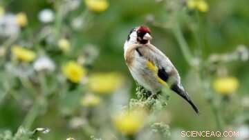 Industrial Farming s Impact on Bird Diversity: New UBC Study