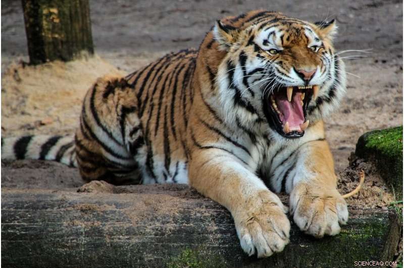 U.S. Linked to Significant Portion of Illegal Tiger Trade: New Study
