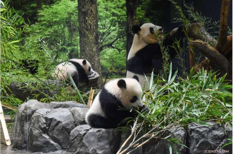 Tokyo Zoo Welcomes Adorable Twin Panda Cubs – A Brief Public Debut