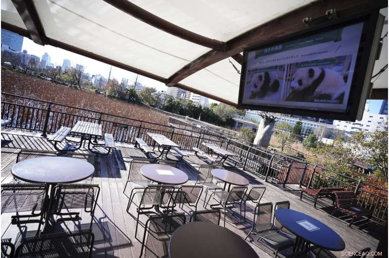 Tokyo Zoo Welcomes Adorable Twin Panda Cubs – A Brief Public Debut