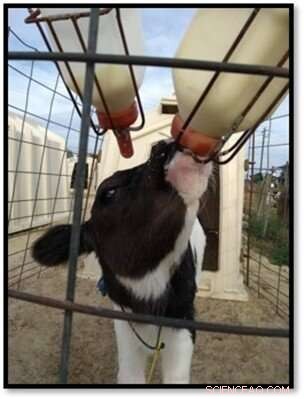 Optimizing Milk Replacer for Calves Under Heat Stress: A Research Study