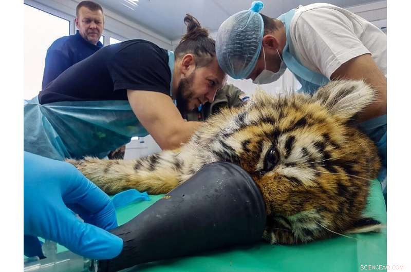 Amur Tiger Cub Recovers After Frostbite and Surgery in Russia