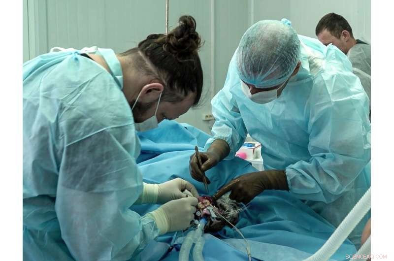 Amur Tiger Cub Recovers After Frostbite and Surgery in Russia