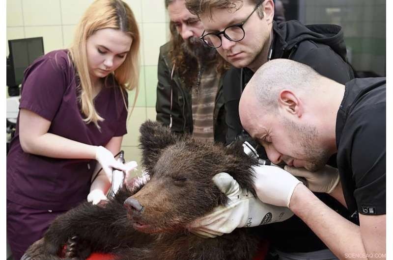 Brown Bear Cub in Poland Receives Urgent Veterinary Care