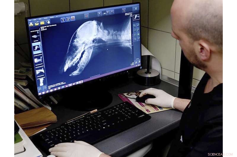 Brown Bear Cub in Poland Receives Urgent Veterinary Care