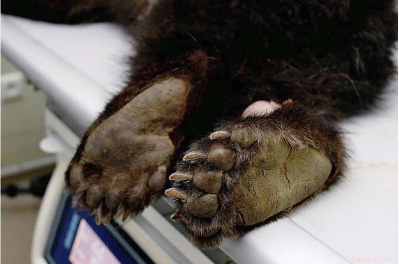 Brown Bear Cub in Poland Receives Urgent Veterinary Care