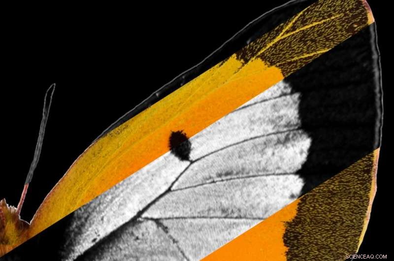 Gene Discovery Reveals Mechanism for Butterfly Wing Iridescence