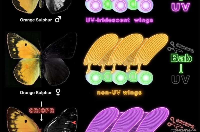 Gene Discovery Reveals Mechanism for Butterfly Wing Iridescence