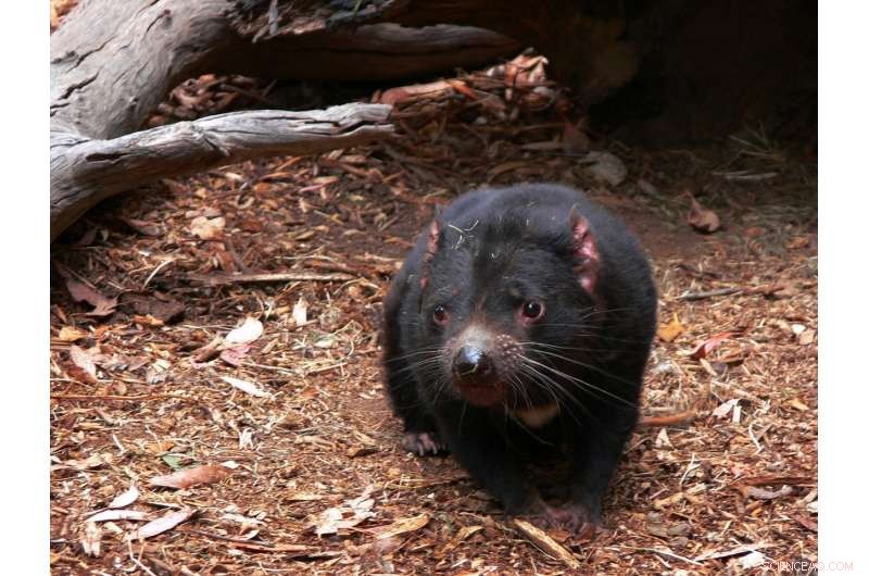 Tasmanian Devils Challenge Scavenging Norms: A New Study