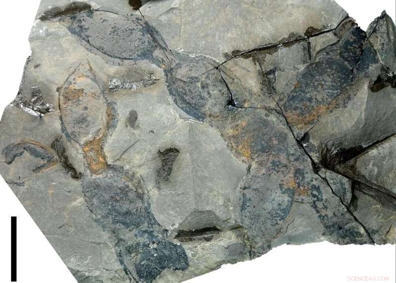 New Fossil Discovery: Ancient Mucuna Pods in Vietnam Shed Light on Legume Evolution