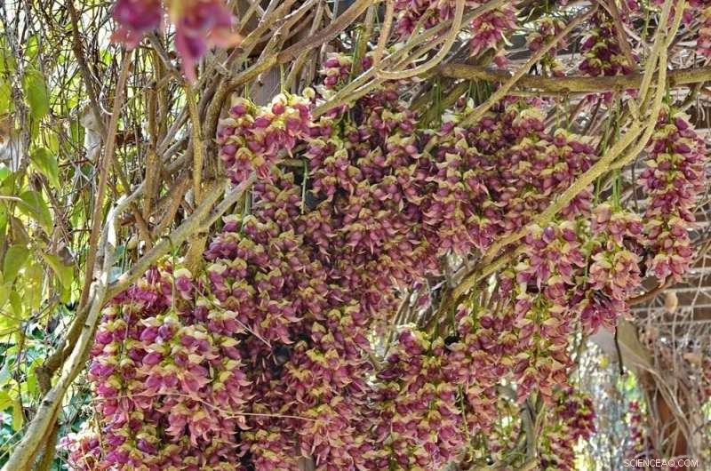 New Fossil Discovery: Ancient Mucuna Pods in Vietnam Shed Light on Legume Evolution