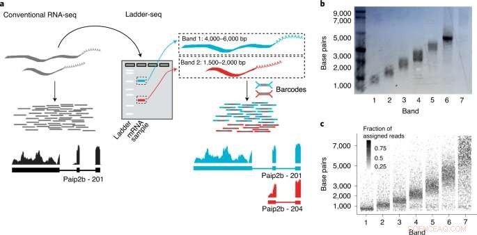 Decoding the Genome: Advanced Sequencing for Deeper Biological Insights