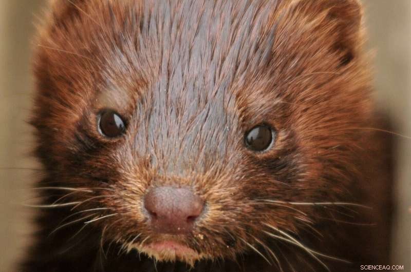 Sex-Based Differences in Carnivore Gut Microbiomes: A New Discovery