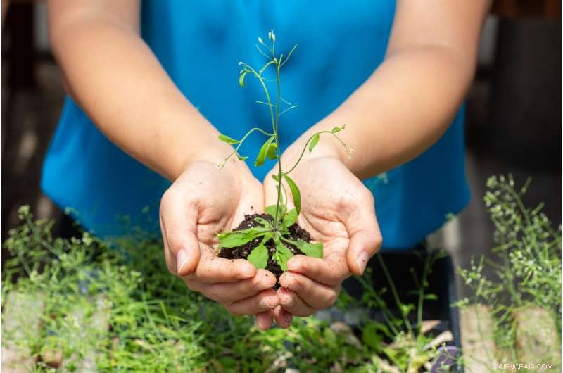 CLASSY Genes: How Plants Diversify Their Epigenomes for Growth & Development