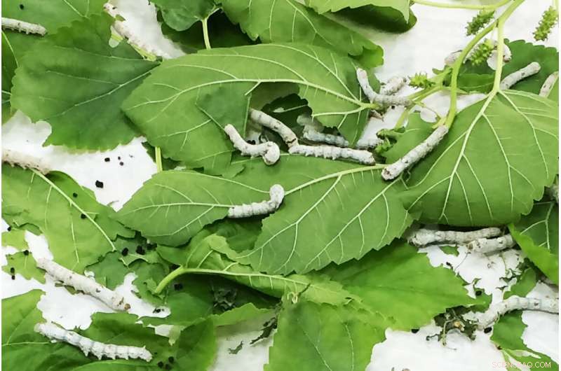Cricket, Locust & Silkworm Pupae: Nutritional Potential of Insect Protein