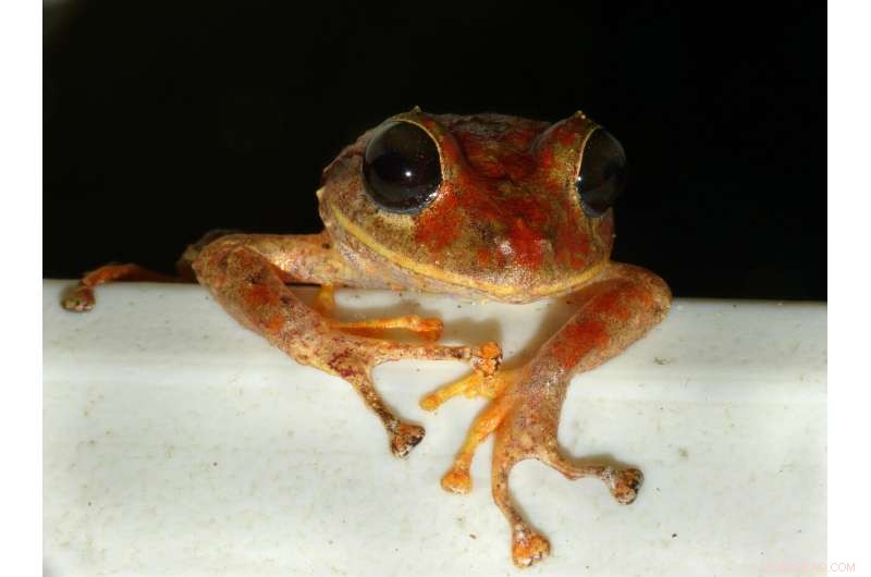 Greta Thunberg Rainforest Frog: New Species Discovered in Panama