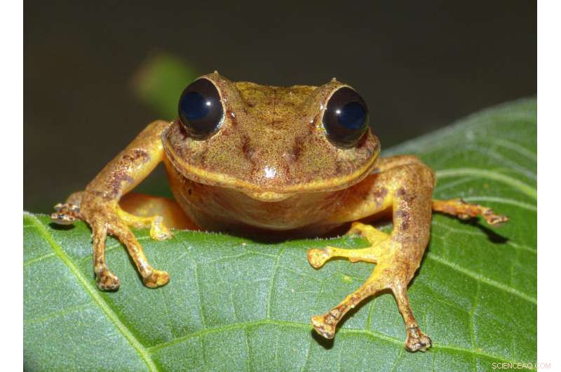 Greta Thunberg Rainforest Frog: New Species Discovered in Panama