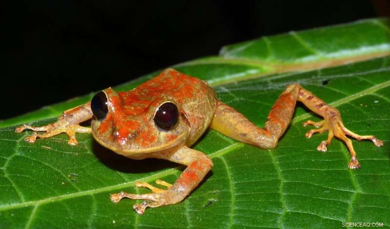 Greta Thunberg Rainforest Frog: New Species Discovered in Panama