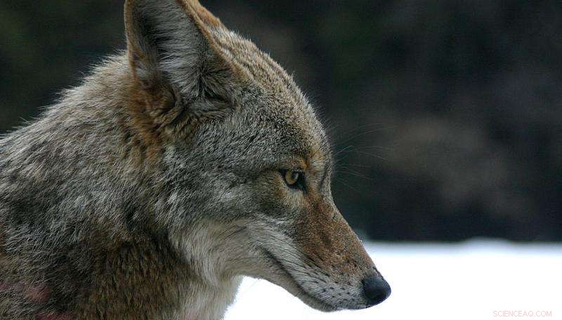 Help Relocate Captive Coyote to Sanctuary - Petition