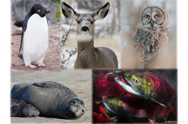 Habitat Loss Threatens Animal Populations: A Concerning Trend