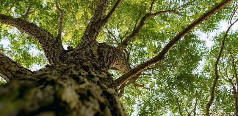 Climate Change & Street Trees: Which Species Will Survive?