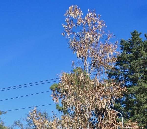 Climate Change & Street Trees: Which Species Will Survive?