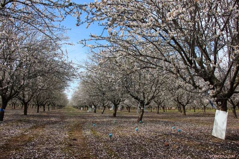 Drought Threatens Spain s Almond Plantations: A Look Back at Water Restrictions