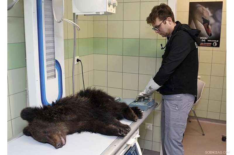 Brown Bear Cub in Poland Receives Critical Care – Rehabilitation Efforts Underway