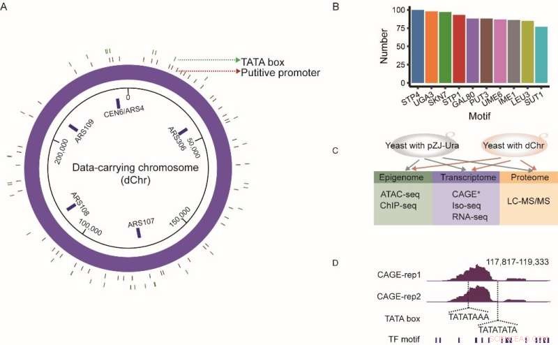 Artificial Chromosomes for DNA Data Storage: Yeast Study Reveals Chromatin Structure & Transcription