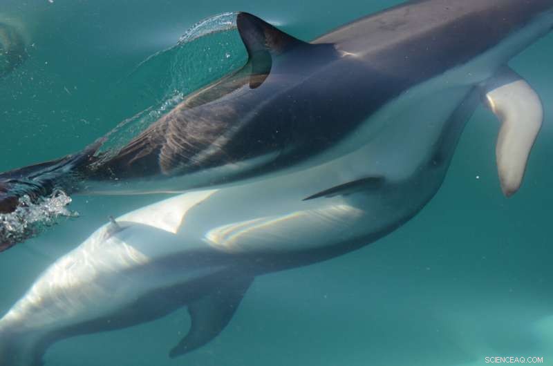 Dolphin Clitoris: New Research Reveals Anatomical Evidence of Functionality