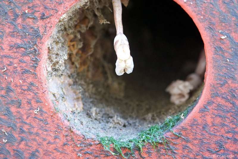 Invasive Species Threaten Antarctica s Ecosystems via Ship Travel