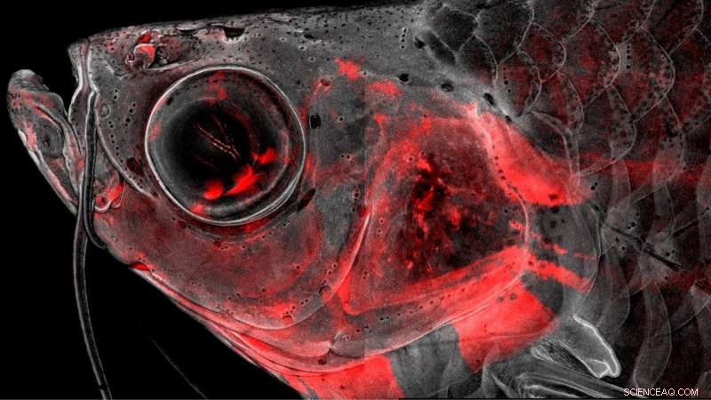 Zebrafish Head Development: Unraveling Craniofacial Birth Defects