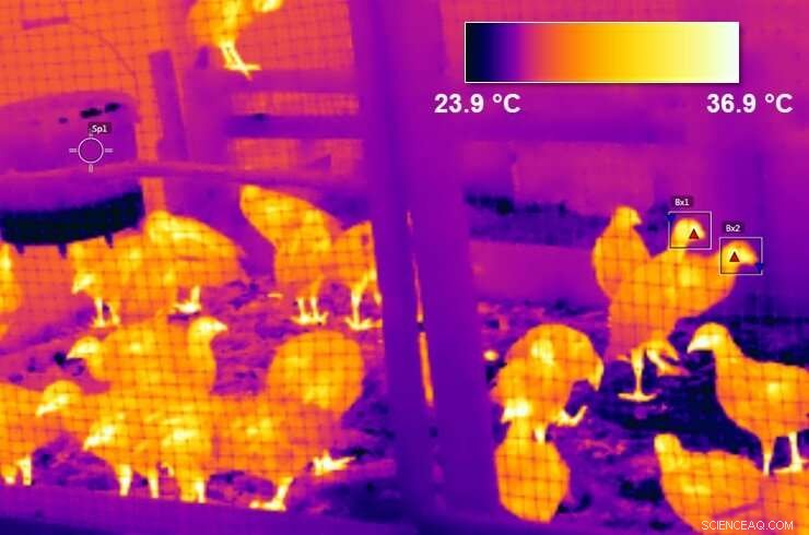 Pheasant Thermoregulation During Aggression: A Study
