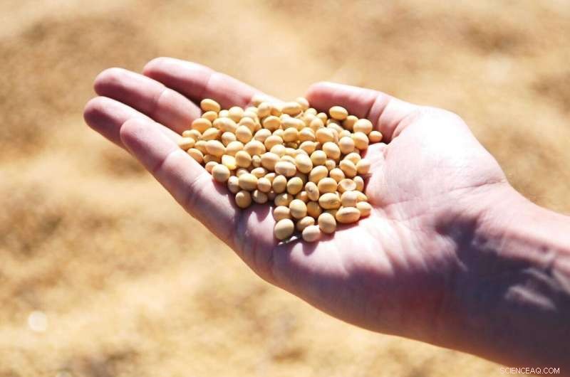 Foliar Fungicides Boost Soybean Yields: New Research